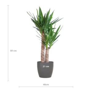 Yucca mit Topf - ↨100cm - Ø21cm