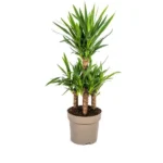 Yucca Elephantipes Ø30cm - ↨90 - 110cm