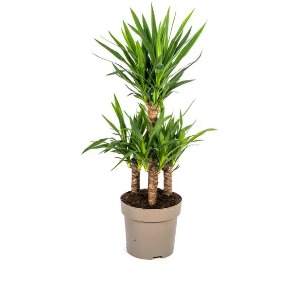 Yucca Elephantipes Ø30cm - ↨90 - 110cm