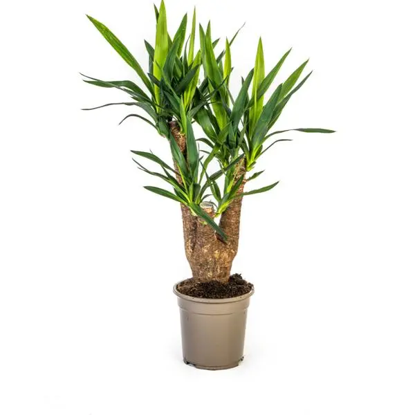 Yucca Elephantipes Verzweigt Ø21cm - ↨60 - 70cm