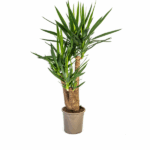 Yucca Elephantipes Verzweigt Ø24cm - ↕80-100cm
