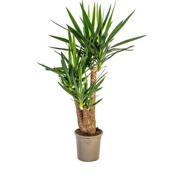 Yucca Elephantipes Verzweigt Ø24cm - ↨80-100cm