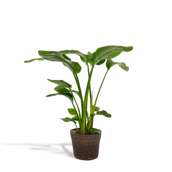 Strelitzia Nicolai - Ø19cm - ↕90cm + Korb Igmar