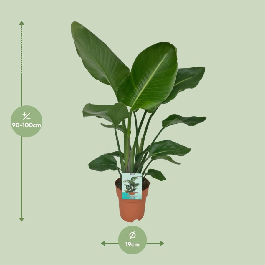 Strelitzia Nicolai - Paradiesvogelpflanze - Ø19cm - ↕90cm – Bild 2