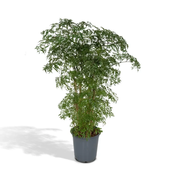 Polyscias Fruticosa (Aralia) - Ø21cm - ↨75cm