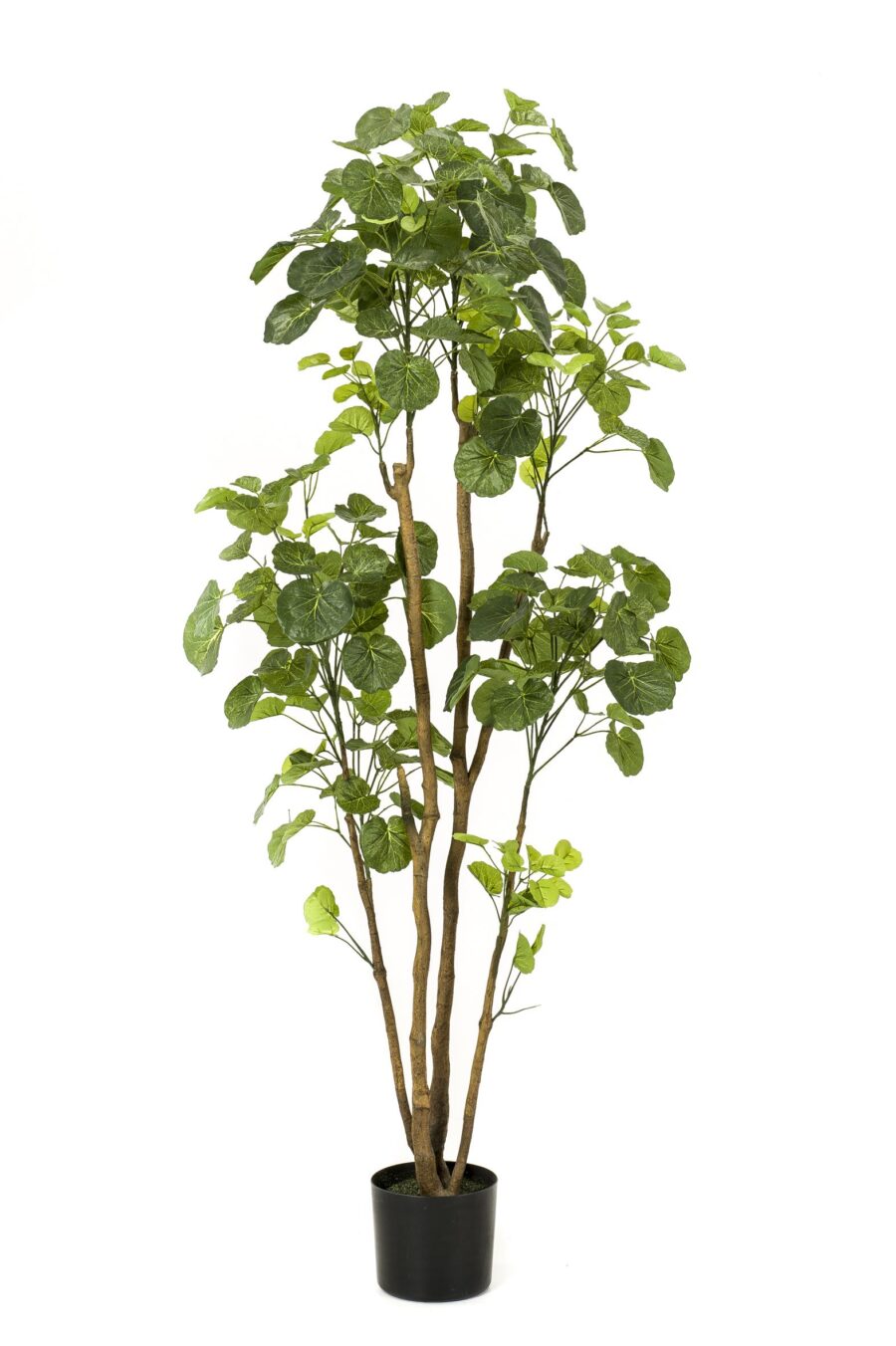 Kunstpflanze - Polyscias - Aralia - 160 cm – Bild 4