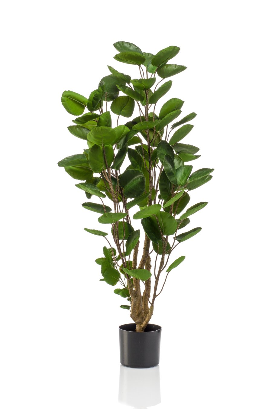 Kunstpflanze - Polyscias - Aralia - 105 cm – Bild 4