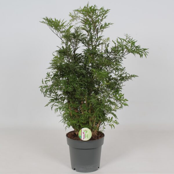 Polyscias Hawaiian - Ø19cm - ↕60cm
