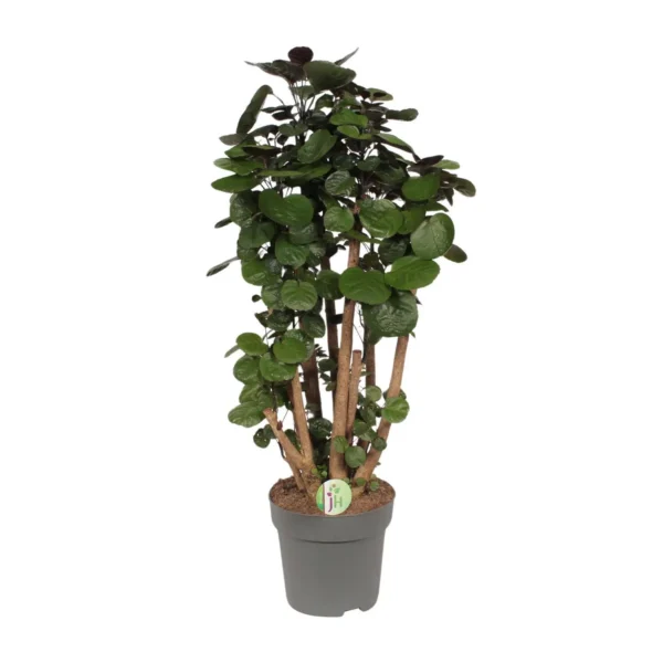 Polyscias Fabian - Ø24cm - ↨90cm