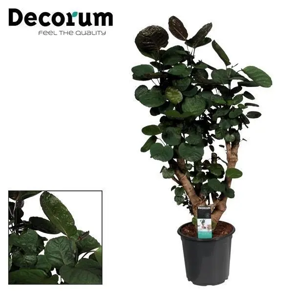 Polyscias Fabian - Ø21cm - ↨95cm