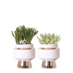 Rhipsalis 2er Set Pflanzen in silbernen Le Chic Ziertöpfen - Keramik Topfgröße Ø9cm