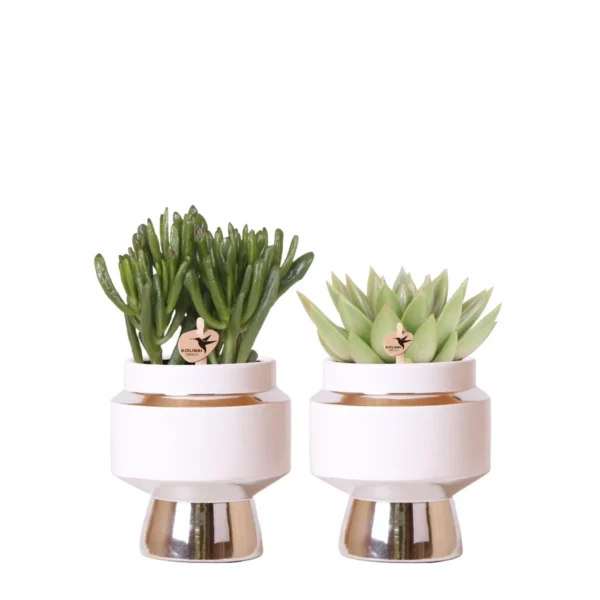 Rhipsalis 2er Set Pflanzen in silbernen Le Chic Ziertöpfen - Keramik Topfgröße Ø9cm