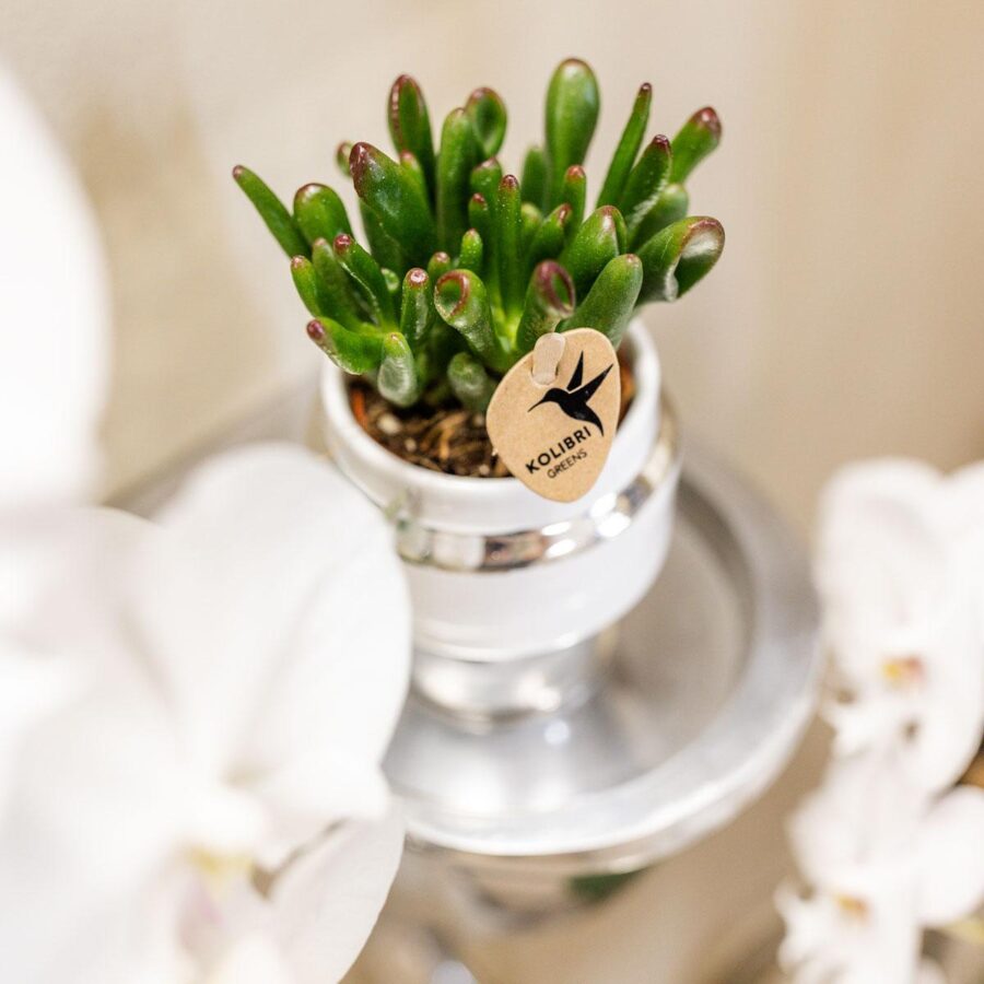 Rhipsalis 2er Set Pflanzen in silbernen Le Chic Ziertöpfen - Keramik Topfgröße Ø9cm – Bild 2