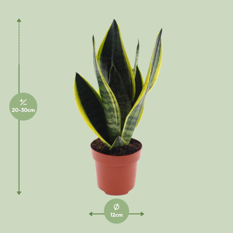 Sansevieria Futura Superba - Ø12cm - ↕30cm – Bild 2