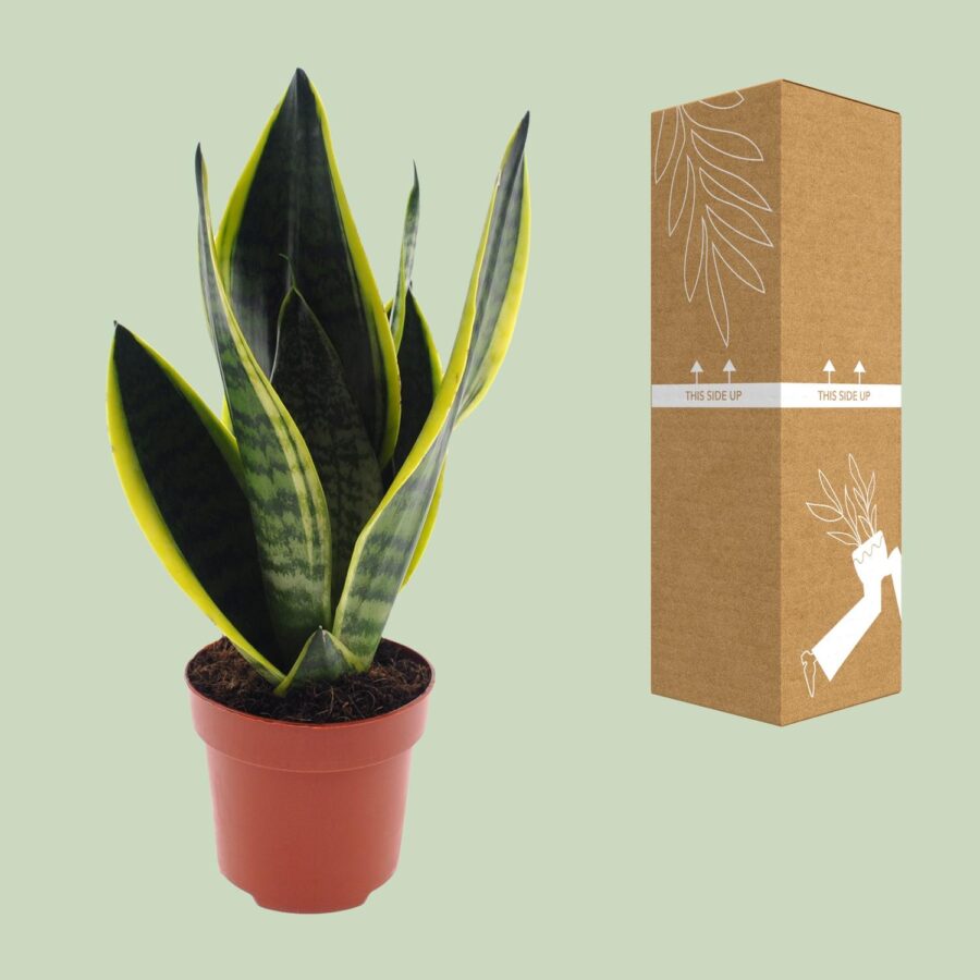 Sansevieria Futura Superba - Ø12cm - ↕30cm – Bild 3