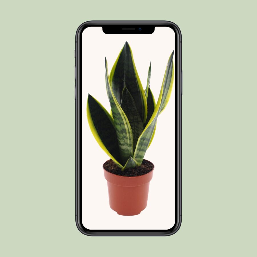 Sansevieria Futura Superba - Ø12cm - ↕30cm – Bild 4