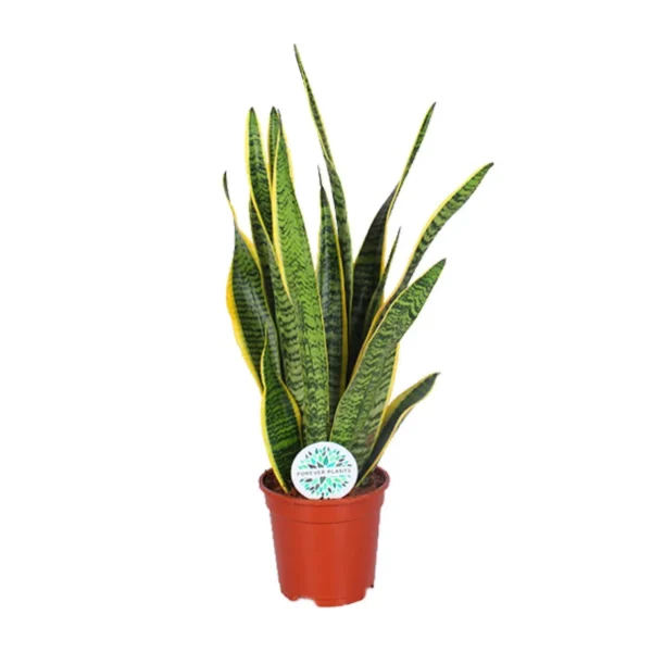 Sansevieria Trifasciata Laurentii - Ø17cm - ↨60cm