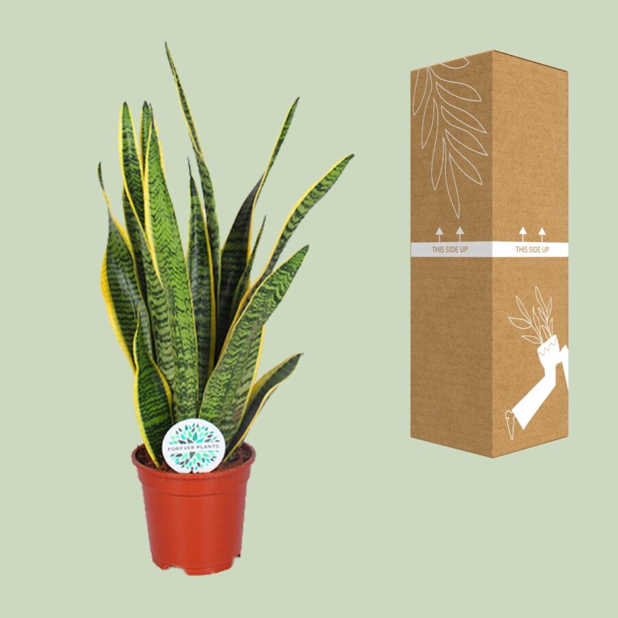 Sansevieria Trifasciata Laurentii - Ø17cm - ↕60cm – Bild 3