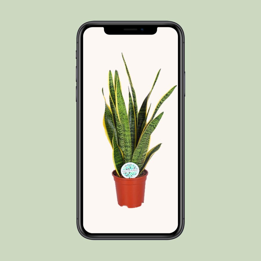 Sansevieria Trifasciata Laurentii - Ø17cm - ↕60cm – Bild 4