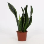 Sansevieria Whitney 12cm - Ø12cm - ↨27cm