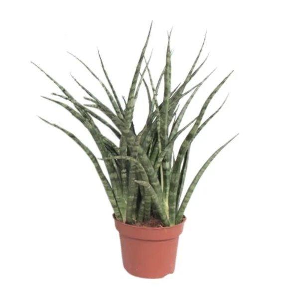 Sansevieria Fernwood Punk - Ø12cm - ↨35cm