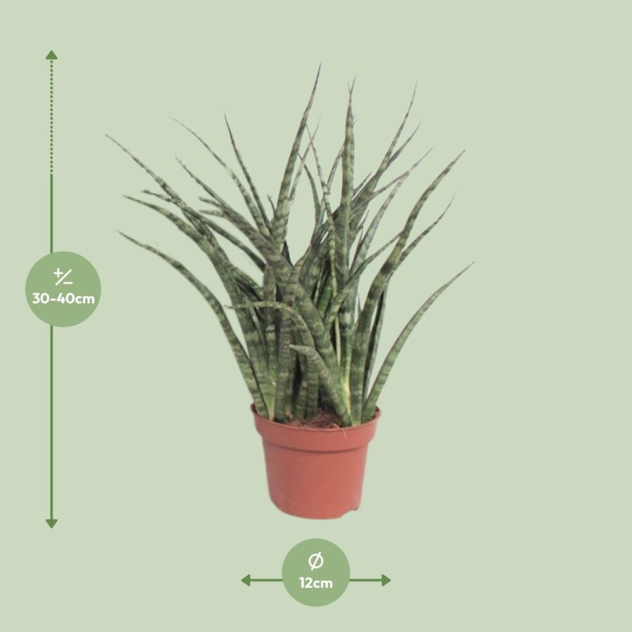Sansevieria Fernwood Punk - Ø12cm - ↕35cm – Bild 2