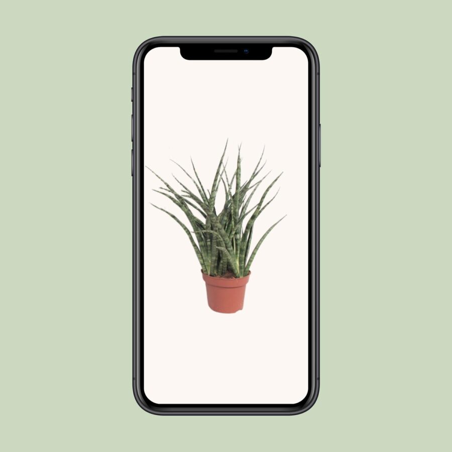 Sansevieria Fernwood Punk - Ø12cm - ↕35cm – Bild 4