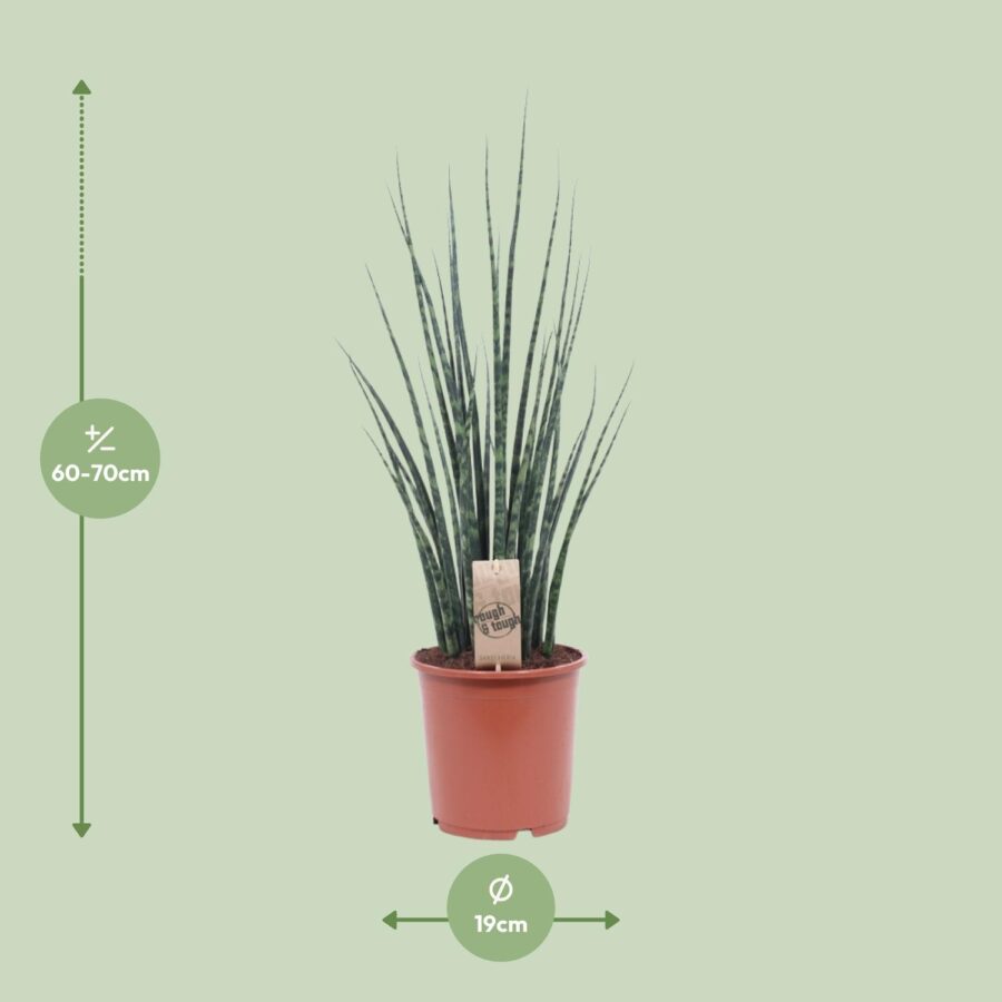 Sansevieria Fernwood Mikado - Ø19cm - ↕80cm – Bild 2