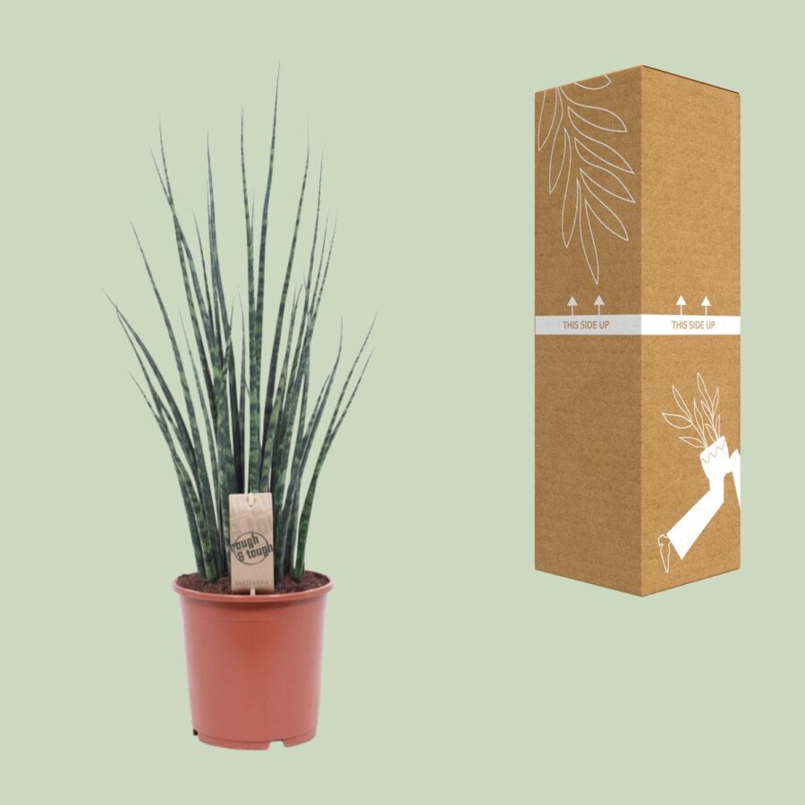 Sansevieria Fernwood Mikado - Ø19cm - ↕80cm – Bild 3