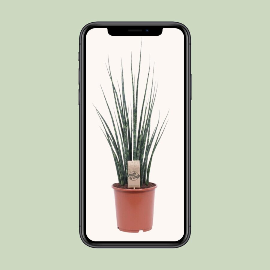Sansevieria Fernwood Mikado - Ø19cm - ↕80cm – Bild 4