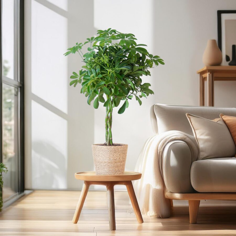 Schefflera Arab Nora mit Korb Sofia natur - 70cm - Ø21 – Bild 3