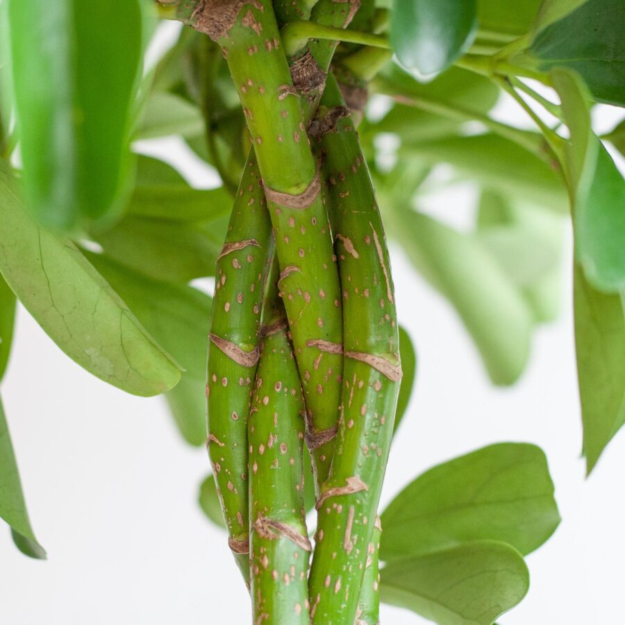 Schefflera Arab Nora mit Korb Sofia natur - 70cm - Ø21 – Bild 4