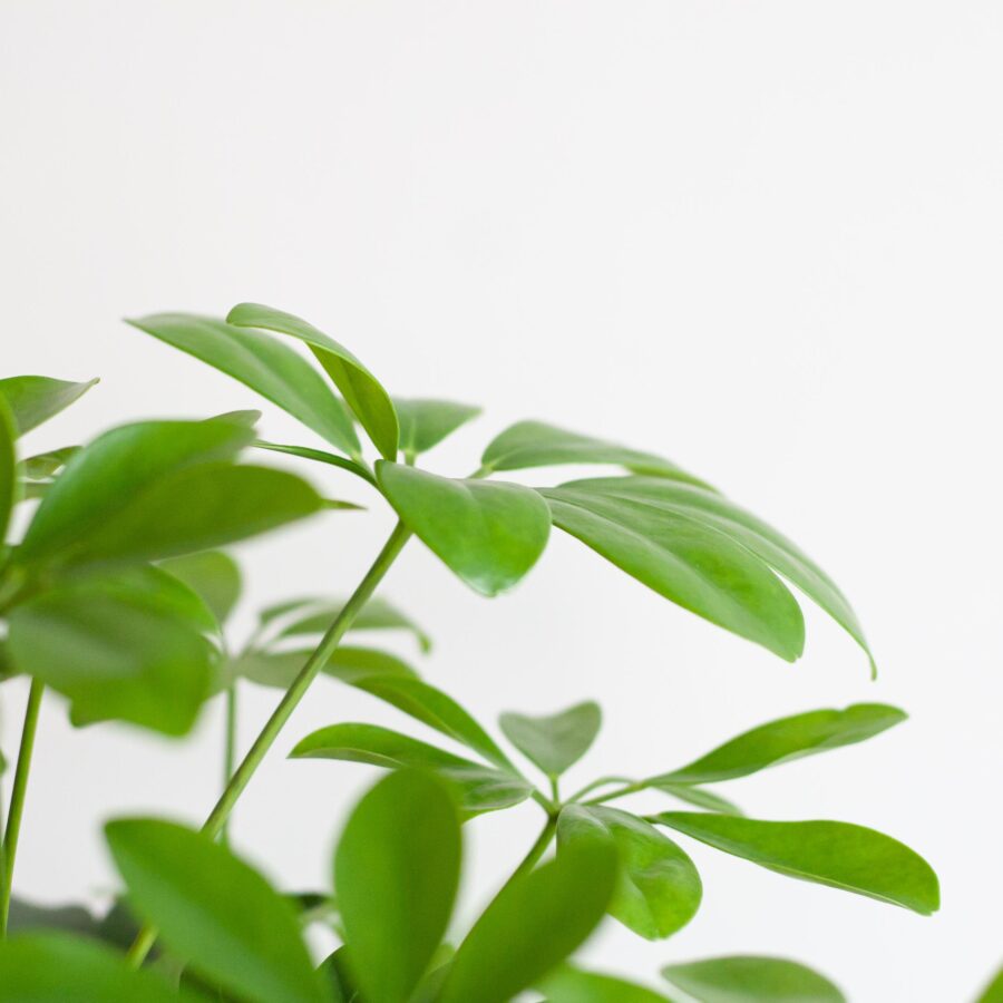 Schefflera Arab Nora mit Korb Sofia natur - 70cm - Ø21 – Bild 5
