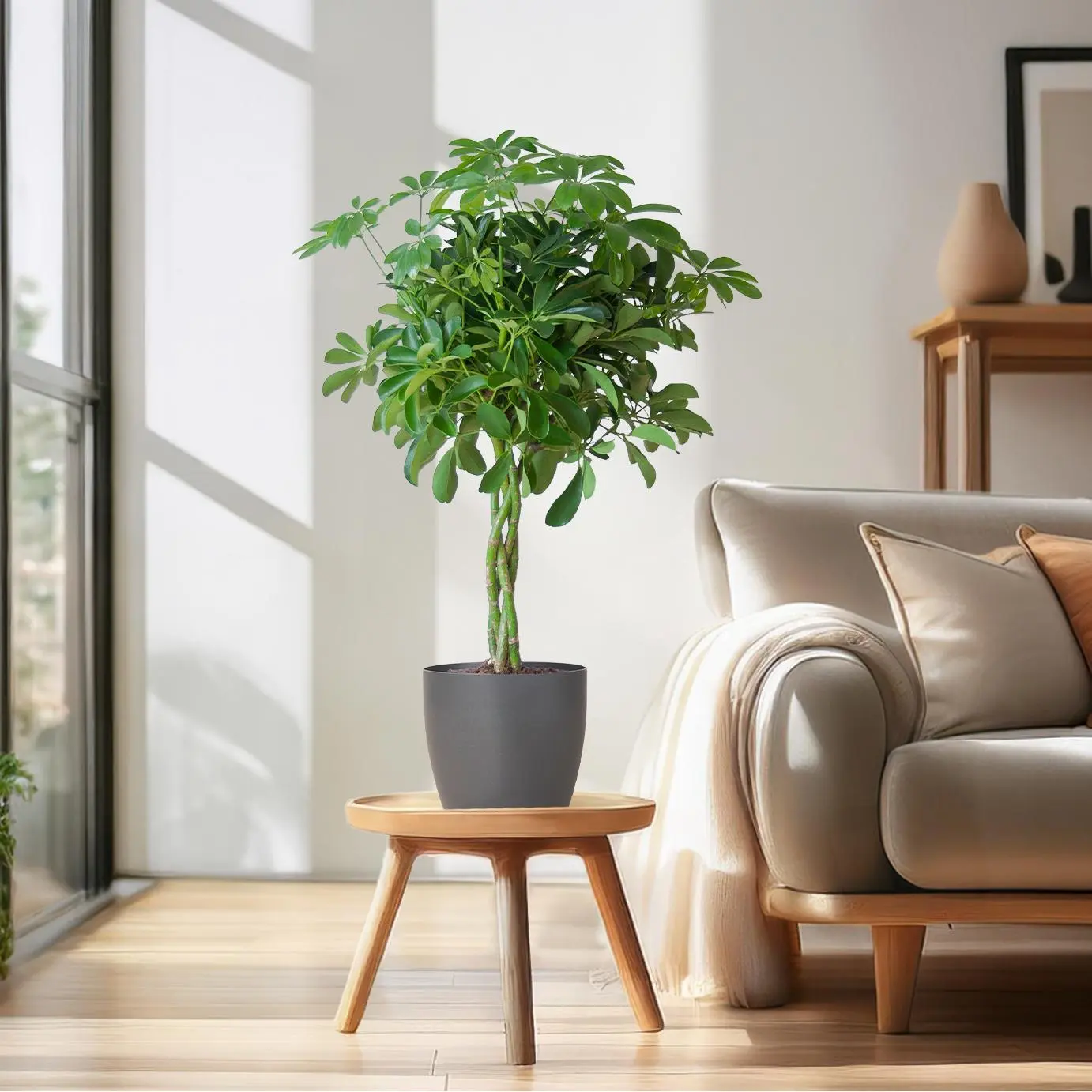 Schefflera Arab Nora mit Viber grau – ↨70 cm – Ø21 3 Schefflera Arab Nora mit Viber grau – ↨70 cm – Ø21