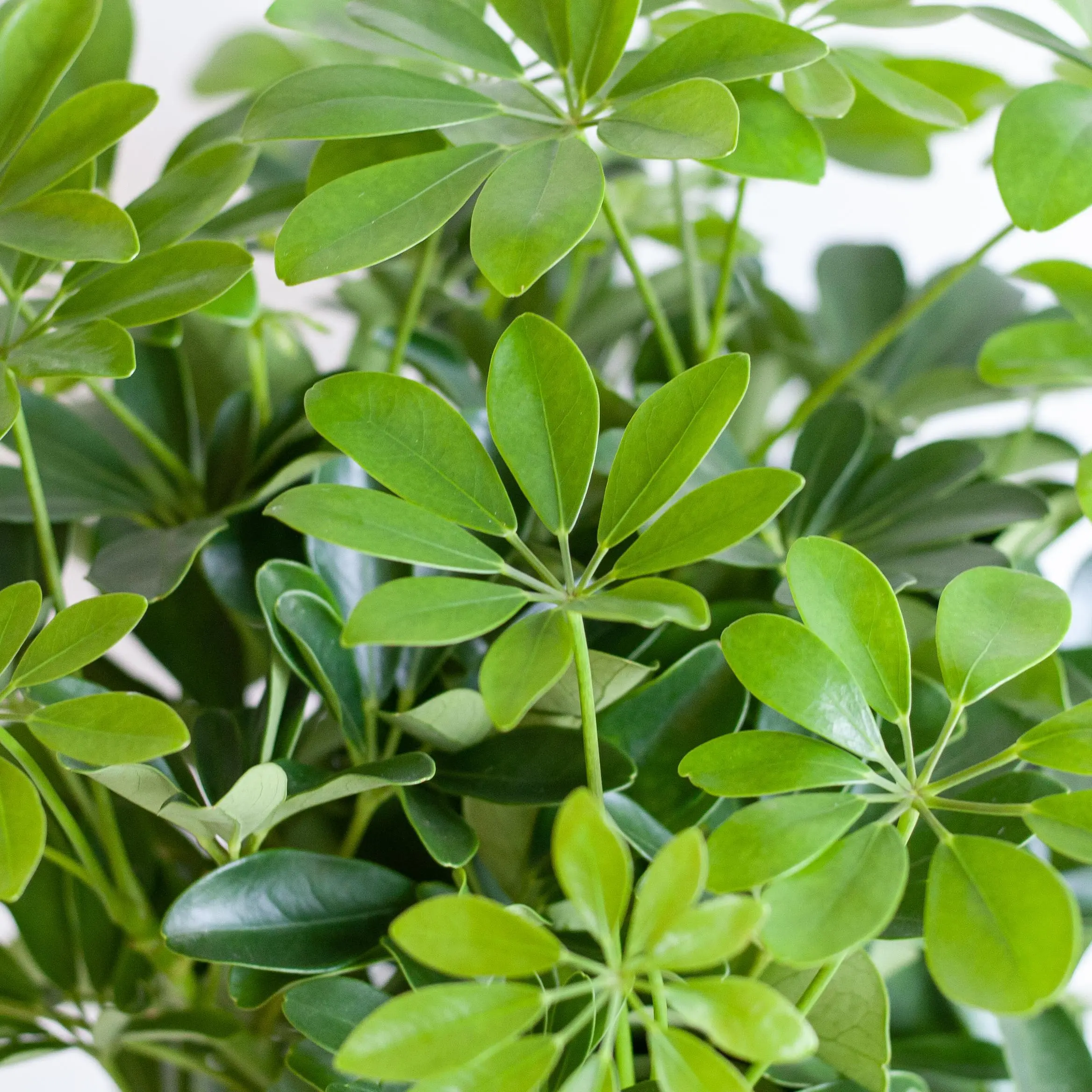 Schefflera Arab Nora mit Viber grau – ↨70 cm – Ø21 6 Schefflera Arab Nora mit Viber grau – ↨70 cm – Ø21