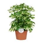 Schefflera Gerda - Ø21cm - ↨55cm