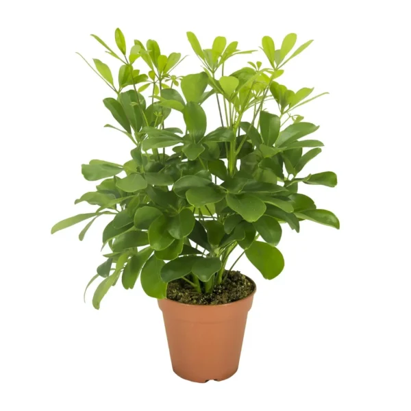 Schefflera Nora - Ø13cm - ↨35cm