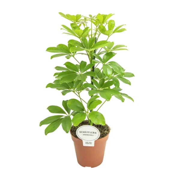 Schefflera Nora - Ø13cm - ↨45cm