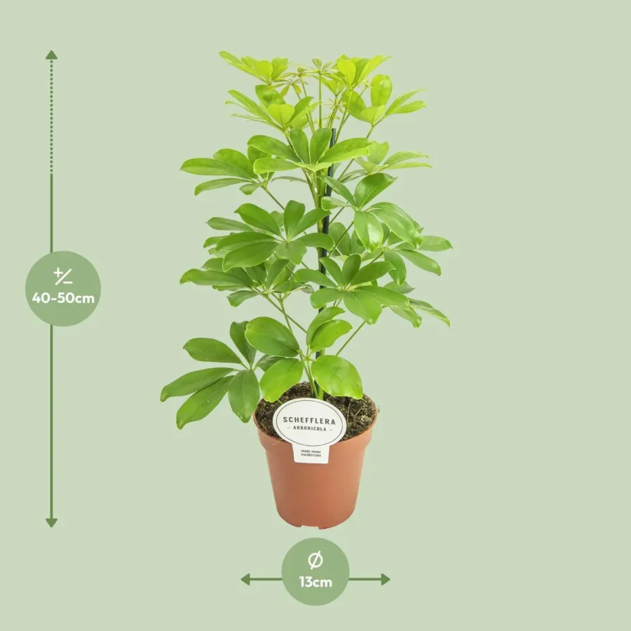 Schefflera Nora - Ø13cm - ↨45cm