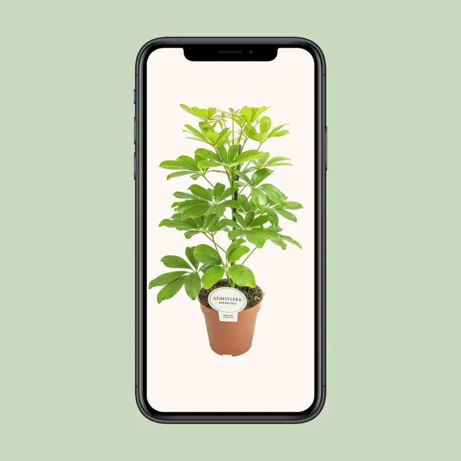 Schefflera Nora - Ø13cm - ↨45cm