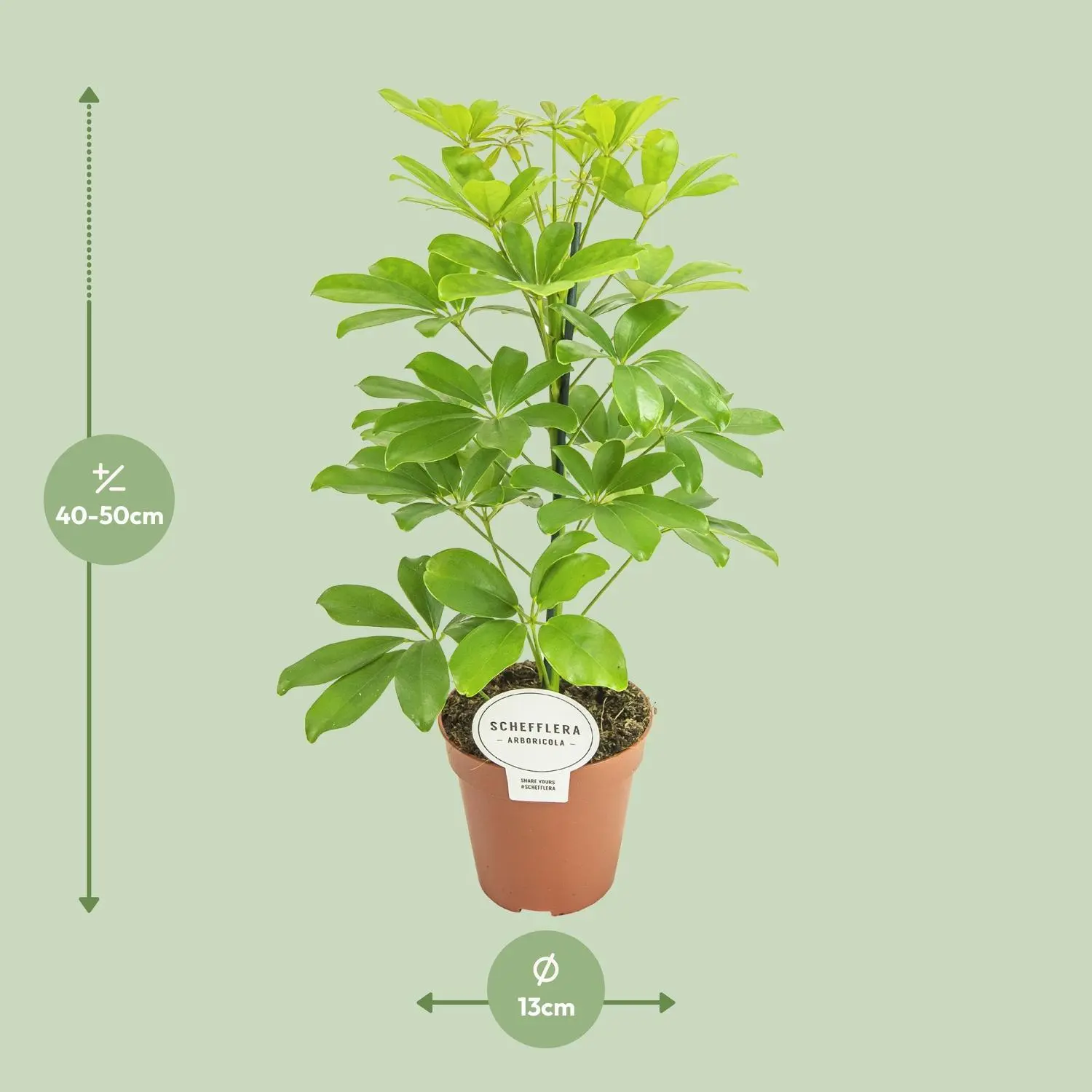 Schefflera Nora - Ø13cm - ↨45cm 7 Schefflera Nora - Ø13cm - ↨45cm