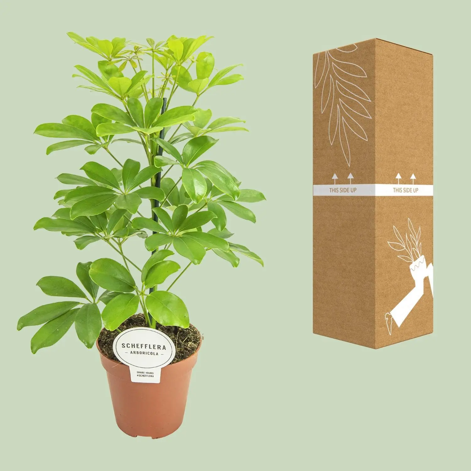 Schefflera Nora - Ø13cm - ↨45cm 8 Schefflera Nora - Ø13cm - ↨45cm