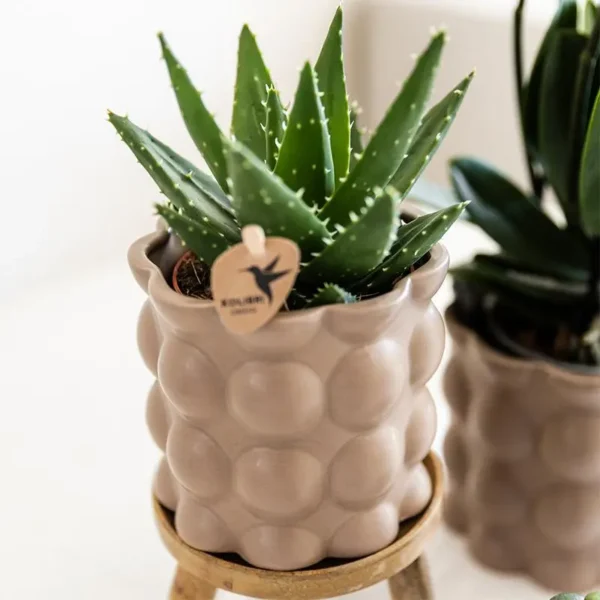 Pflanzenset Cotton Sand