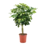 Schefflera Arboricola Gold Capella - Ø19cm - ↨75cm