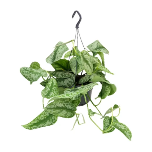 Scindapsus Pictus Trebie - Ø15cm - ↨25cm - Ø15cm - ↨25cm