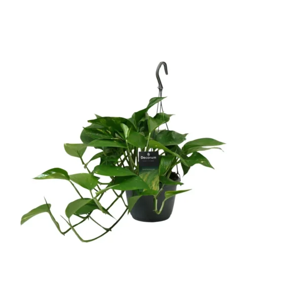 Scindapsus (Epipremnum) - Ø15cm - ↨45cm