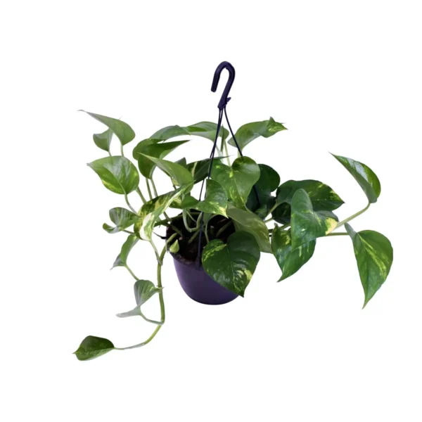 Scindapsus Pictus Trebie - Ø15cm - ↨30cm