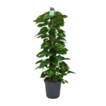 Scindapsus (Epipremnum) - Ø24cm - ↨120cm
