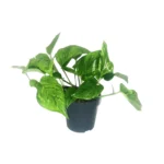 Scindapsus Pictus Trebie - Ø12cm - ↨20cm