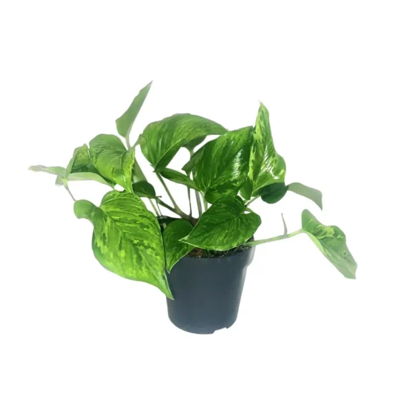 Scindapsus Pictus Trebie - Ø12cm - ↨20cm